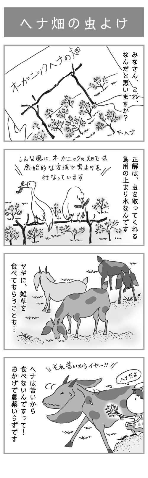 4コマ漫画「ヘナ畑の虫よけ」