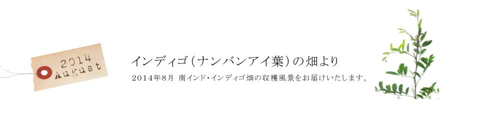 インディゴ畑より