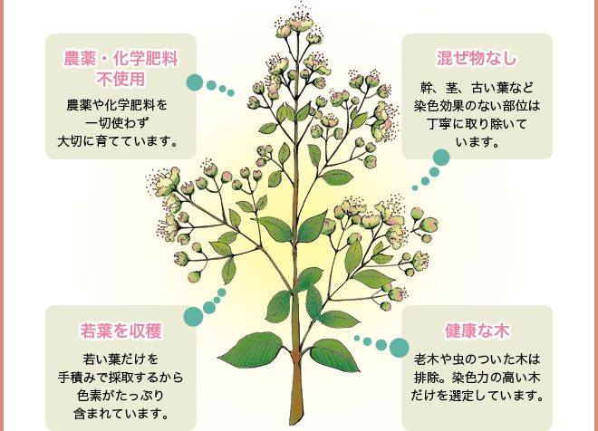 農薬・化学肥料不使用/混ぜ物なし/若葉を収穫/健康な木